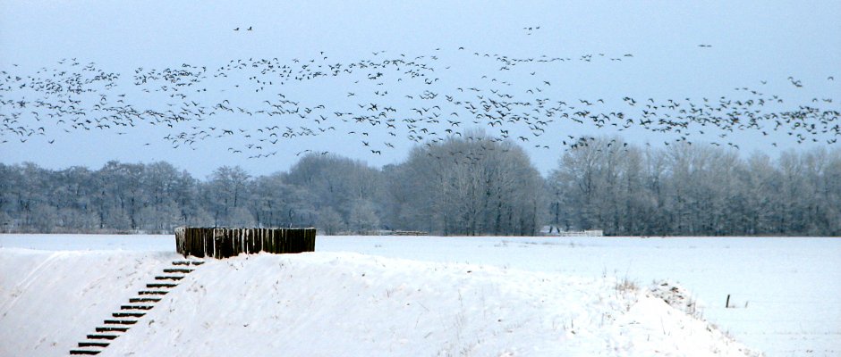 vlucht ganzen Dokkum