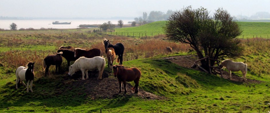 Hoek van de Bant Lauwersmeer