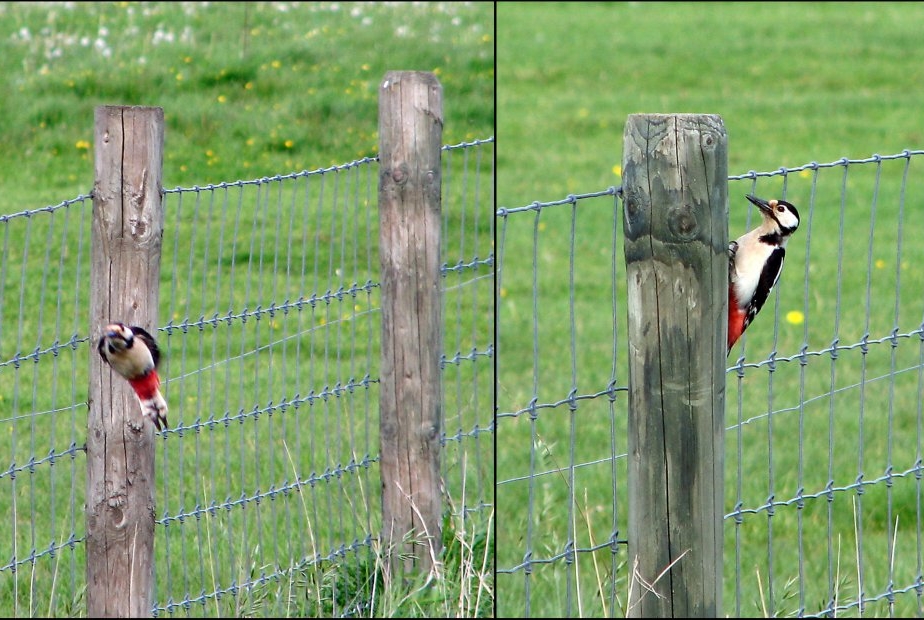 2x grote bonte specht Hogedijken Dokkum (17 mei '07) 