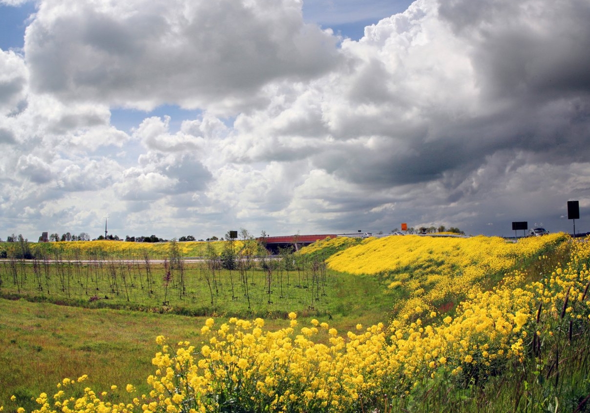 Centrale As Rondweg Garijp (20 mei '15) 