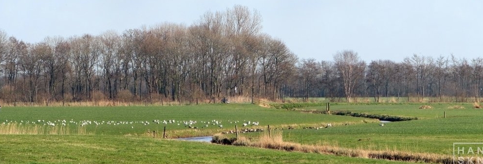 Damwaldsterreedsje grens Dongeradeel-Dantumadeel (14 mrt '07) 