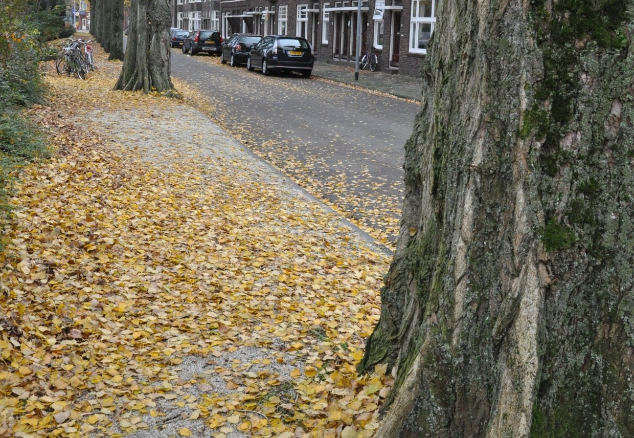 Populieren op Nassauplein nov 2011