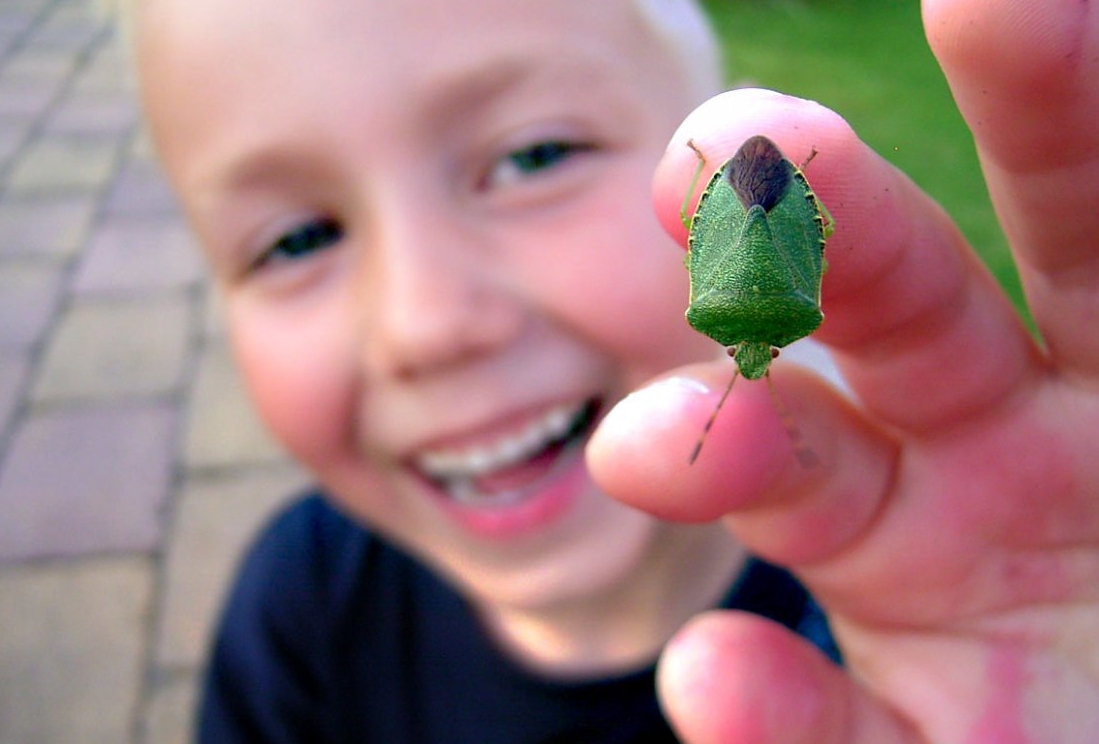 groene stinkwants (31 aug '05) 