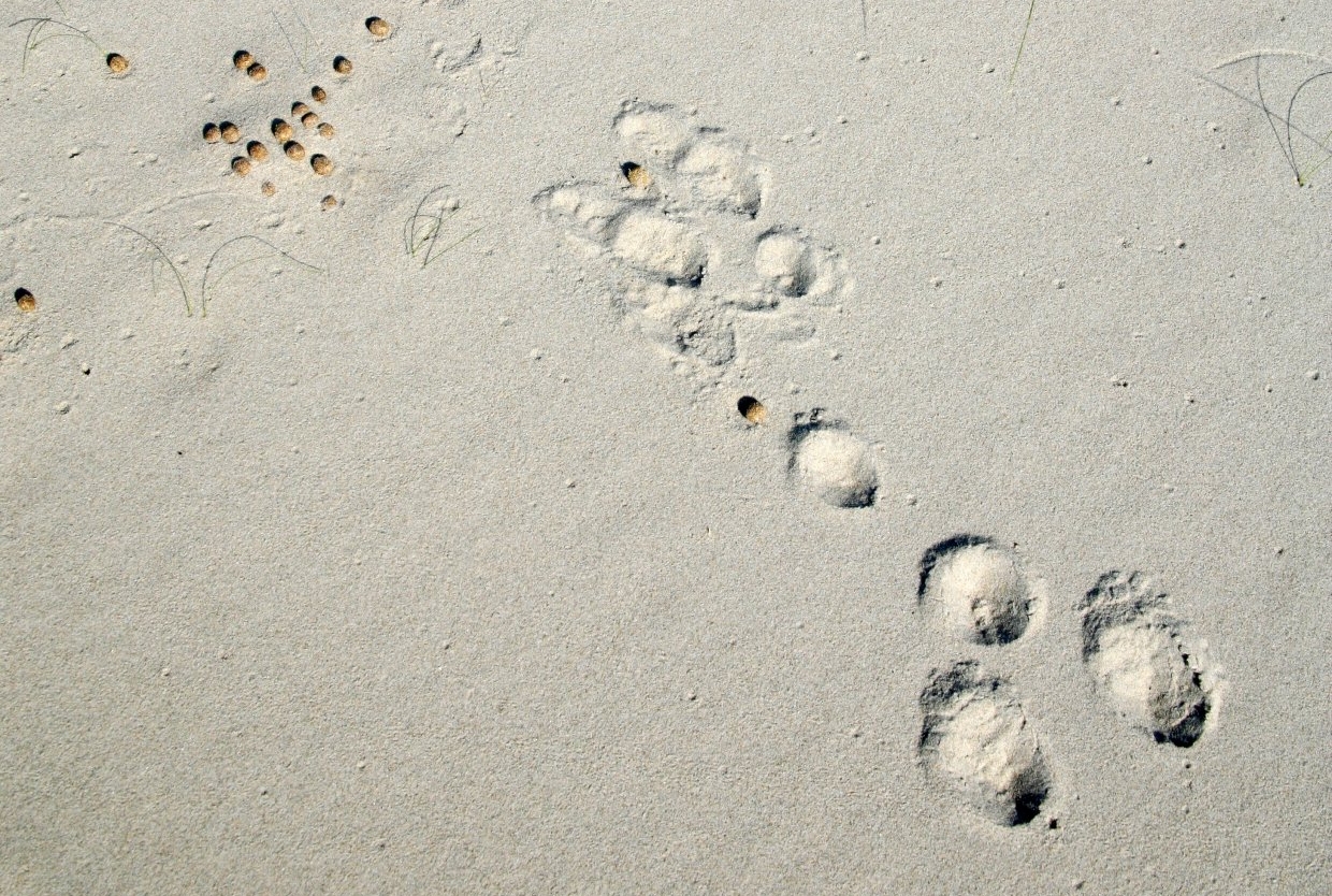 kuiltjes of bolletjes? 2 achterpootjes en konijnenkeuteltjes met schaduw 