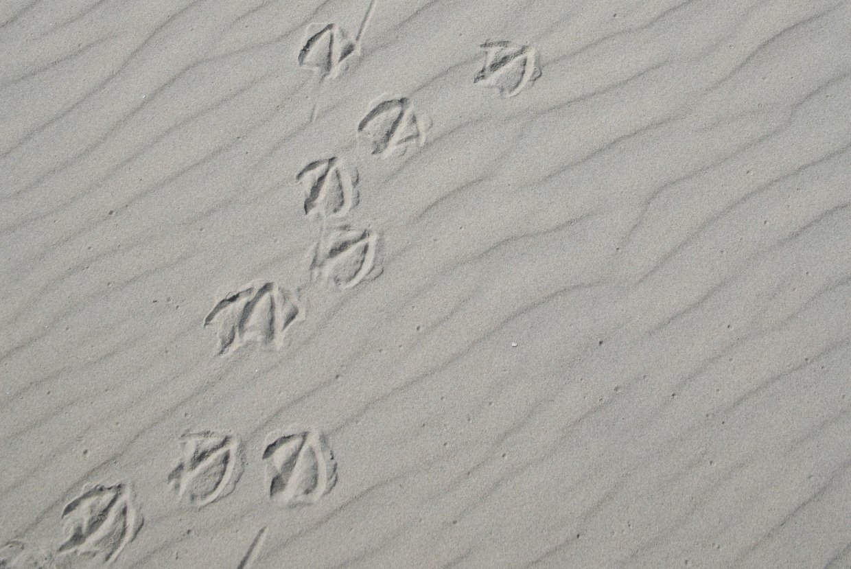 meeuwenpootjes in het zand 2 