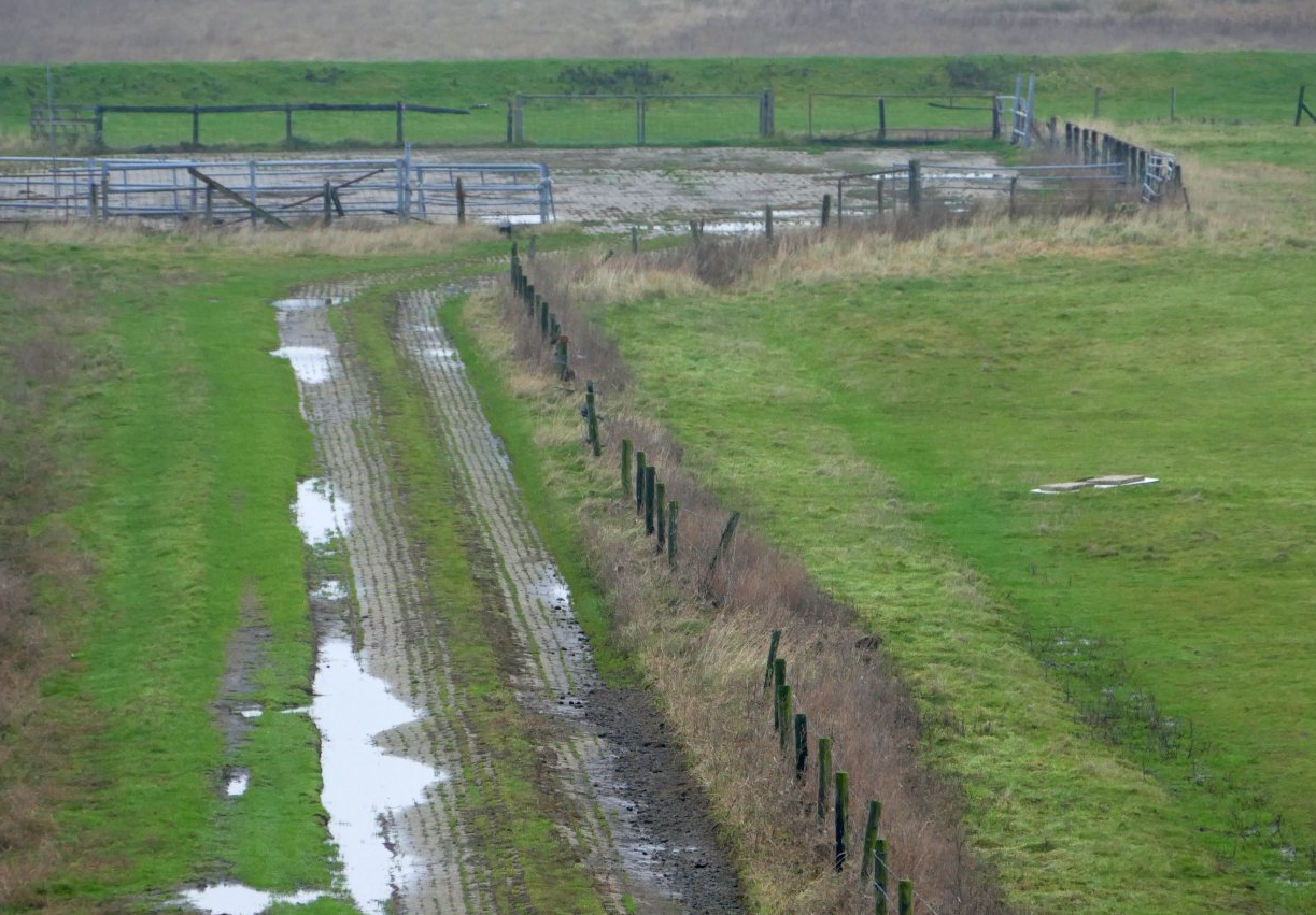 verzamelpunt schapen Peazemerlannen 