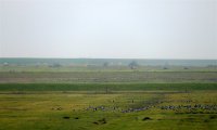 ganzen Hoek van de Bant HM Gerbrandywei naar Lauwersoog 