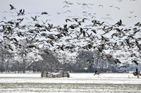 brandganzen Weardebuorsterweg Westergeest (24 jan '13) 