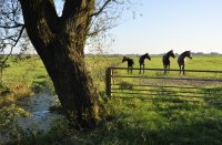 Weardebuorsterpaad bij de Oude Zwemmer, Kollumerland (30 sep '11) 