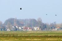 Westergeest vanuit Zwagermieden 1 (3 apr '16) 