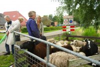 schaapscheerder, gehucht 'Nederland', Nat. Park Weerribben (juli 2016) 