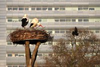 ooievaarsnest Haagsche Bosch voor kantoortoren boven Utrechtsebaan Den Haag (2 mrt '07) 