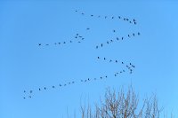 vlucht brandganzen Eeltjemeer Rinsumageest (15 feb '07) 