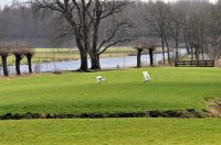 Landende zwanen Aduarderdiep Nieuwklap 2012