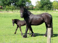 Fries paard met veulen Hogedijken Dokkum (17 mei '07) 