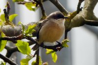 matkop in appelboom (27 april '16) 