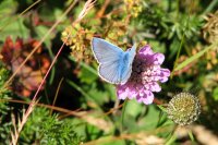 icarusblauwtje op duifkruid Parc des Ecrins Fr. Alpen (23 aug '06) 