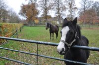 landgoed De Eese bij Steenwijk 6 (nov 2010) 