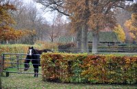 landgoed De Eese bij Steenwijk 20 (nov 2010) 