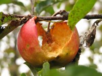 door de vogels helemaal leeggegeten elstar (2 okt '09) 