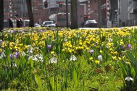 Sneeuwklokjes en crocussen Emmaplein mrt 2012