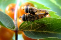 insectenliefde (7 aug '06) 