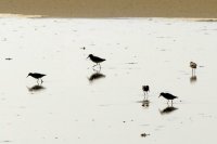 strandvogels Noordsvaarder 1 