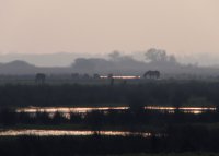 Exmoorpony's Rijpkerkerpolder (30 mrt '07) 