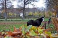 landgoed De Eese bij Steenwijk 2 (nov 2010) 