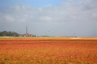 zeekraal in herfstkleuren Noordsvaarder West-Terschelling 18sep2018 IMG 1447 