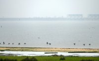 opvliegende aalscholvers Hoek van de Bant Lauwersmeer 