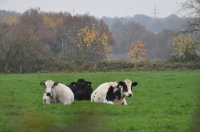 Havelterberg - Darp, bij Steenwijk 7 (nov 2010) 