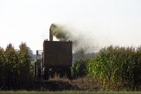 maisoogst bij Dokkum 2 (18 okt '05) 