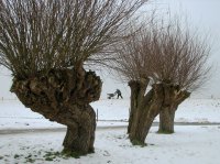 Gelderse Dijk langs de IJssel, tussen Zwolle en Zalk (15 jan '10) 