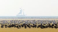 scholeksters en meeuwen passerend zeilschip Noordsvaarder  