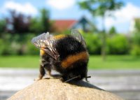 hommel op steen (3 jun '06) 