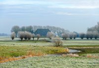 Rijp aan de bomen Westerburen Weardebuorsterwei (18 jan '17) 