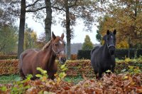 landgoed De Eese bij Steenwijk 19 (nov 2010) 