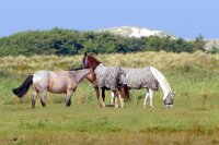 als zebra vermomde paarden op het Groenestrand 