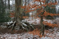 Stroomdal Drentsche Aa - Overal fraaie beuken in de besneeuwde grond