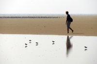 strandvogels Noordsvaarder 2 