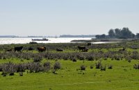 Lauwersmeer, Hoek vd Bant, Oostmahorn (29 sep '13) 