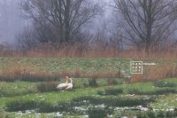 Stroomdal Drentsche Aa - Stel knobbelzwanen