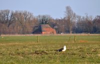 Hamsterpaad Zwagermieden Westergeest 2 (13 apr '13) 