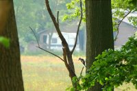 grote bonte specht, natuurgebied Reestdal, Overijssel (mei 2016) 