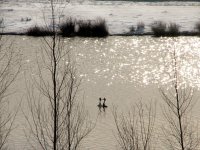 baltsende futen bij besneeuwde oever (5 mrt '06) 