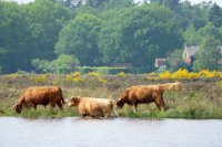 natuurgebied Reestdal, Overijssel 4 (mei 2016) 