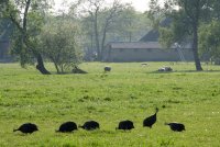 'altijd 1 dwarse gast' Roodkerk (3 mei '07) 