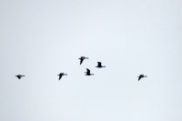 ganzen boven Hoek van de Bant 