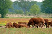 natuurgebied Reestdal, Overijssel 9 (mei 2016) 